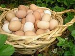 100% Brown Chicken Table Eggs Ready For Export - фото 1