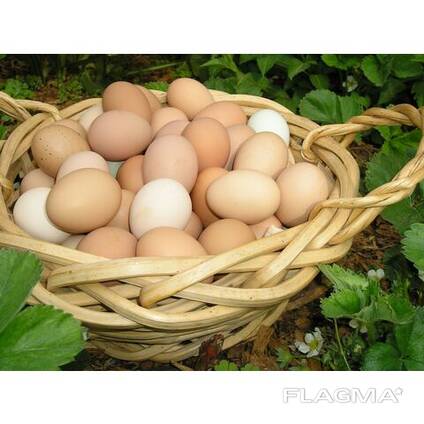 100% Brown Chicken Table Eggs Ready For Export