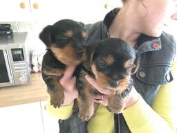 12 nädala vanused Yorkshire terjeri kutsikad. Kirjuta meile: WhatsApp::