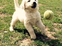 AKC kvaliteediga kuldse retriiveri kutsikad. kirjuta meile::whatsapp us: