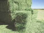 Animal feed/ Alfalfa Hay