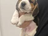 Armsad beagle'i kutsikad otsivad oma igavest kodu - фото 1