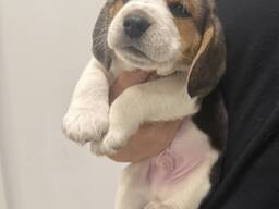 Armsad beagle'i kutsikad otsivad oma igavest kodu