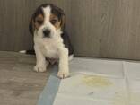 Armsad beagle'i kutsikad otsivad oma igavest kodu - фото 6