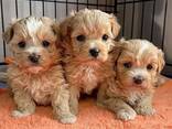 Armsad maltipoo kutsikad - фото 1