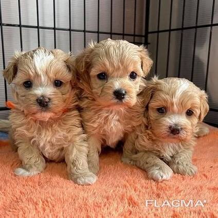Armsad maltipoo kutsikad