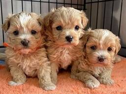 Armsad maltipoo kutsikad
