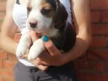 Beagle'i kutsikad on kohe lahkumiseks valmis. Kirjuta meile: WhatsApp:: - photo 3