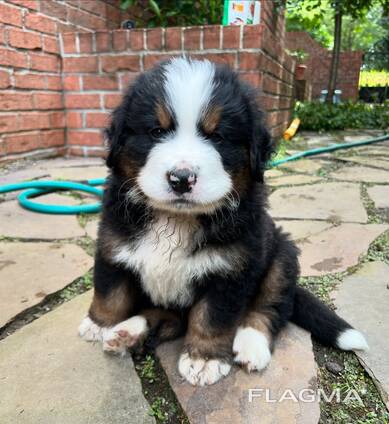 Berni alpi karjakoera kutsikad – 11 nädalat vanad