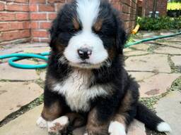 Berni alpi karjakoera kutsikad – 11 nädalat vanad