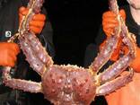 Best King Crab Legs wholesale Prince/ Norwegian Snow crab, Snow crab legs for sale - photo 4