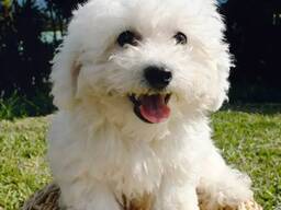 Bichon Frise kutsikad
