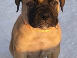 Bullmastiff - photo 3