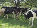 Cattle available - фото 2