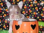 Chihuahua kutsikad. Kirjuta meile: whatsapp:: - фото 3