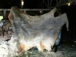 Donkey hides - photo 1