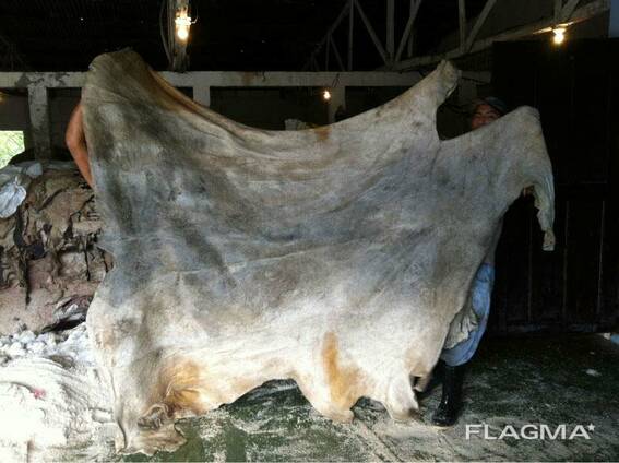 Donkey hides