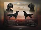 Flat-Coated Retriever - photo 1