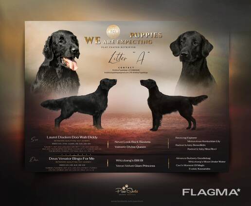 Flat-Coated Retriever