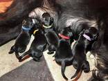 Flat-Coated Retriever - photo 2