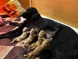 Flat-Coated Retriever - photo 3