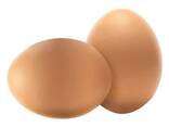 Fresh Chicken Eggs / Farm Table Eggs for Sale/ Best Price Brown and White Eggs - фото 1