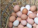 Fresh Chicken Eggs / Farm Table Eggs for Sale/ Best Price Brown and White Eggs - фото 1