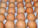 Fresh Chicken Eggs / Farm Table Eggs for Sale/ Best Price Brown and White Eggs - фото 2