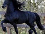 Friesian horse need new home - photo 1