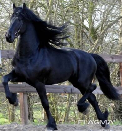 Friesian horse need new home