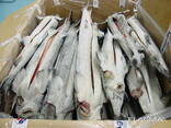 ASC, MSC frozen fish products from the cold store in Lithuania. - фото 14