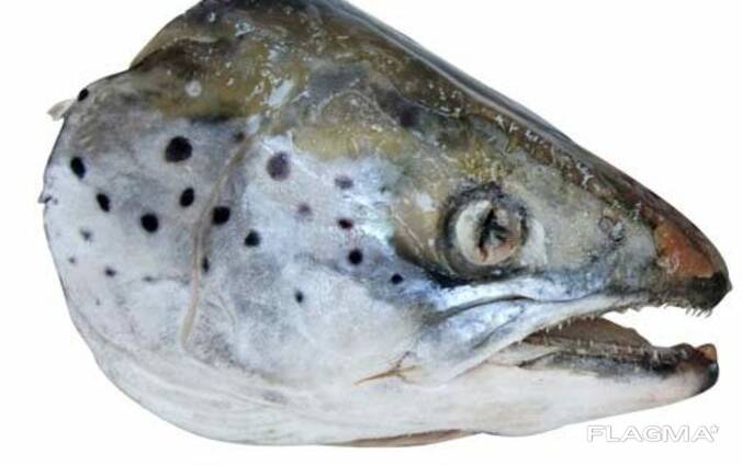 Frozen salmon heads