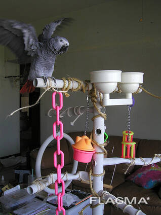 Hand reared African Grey Parrots. whatsapp us: