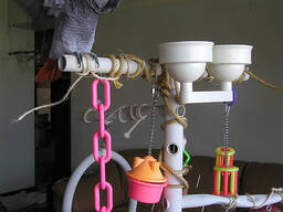 Hand reared African Grey Parrots. whatsapp us: