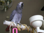 Hand reared African Grey Parrots. whatsapp us: - photo 2
