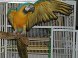 Hand Reared Baby Blue And Gold Macaw Parrot. whatsapp us: - фото 1