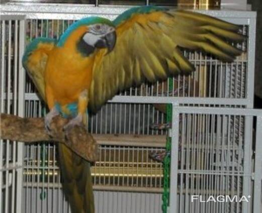 Hand Reared Baby Blue And Gold Macaw Parrot. whatsapp us: