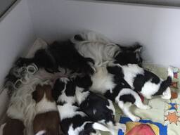 Ilusad, KC registreeritud, pärilikult puhtad papilloni kutsikad