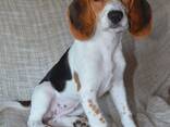 Ilusad kolmevärvilised beagle'i kutsikad - photo 1