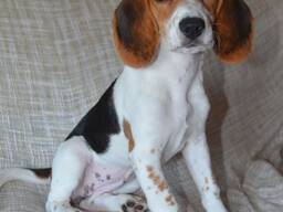 Ilusad kolmevärvilised beagle'i kutsikad