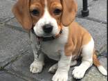 Ilusad kolmevärvilised beagle'i kutsikad - photo 5
