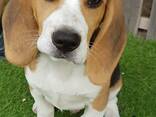 Ilusad kolmevärvilised beagle'i kutsikad - photo 6