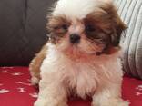 Imeilusad shih tzu kutsikad on valmis. Kirjuta meile: whatsapp:: - photo 1
