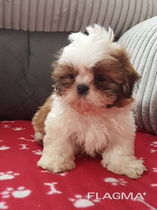 Imeilusad shih tzu kutsikad on valmis. Kirjuta meile: whatsapp::