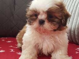 Imeilusad shih tzu kutsikad on valmis. Kirjuta meile: whatsapp::