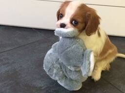 Isased ja emased Cavalier King Charlesi kutsikad