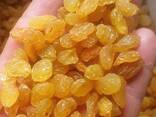 Изюм желтый 1 сорт (Golden) - фото 2
