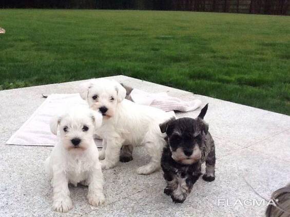 Kääbusšnautseri kutsikad