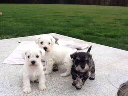 Kääbusšnautseri kutsikad