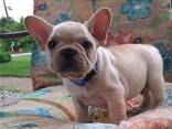 Kc Prantsuse buldogi kutsikad. Kirjuta meile: WhatsApp:: - фото 2